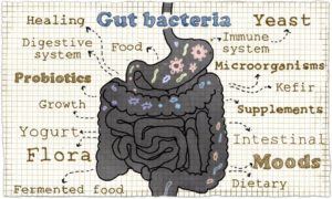 postbiotics gut bacteria